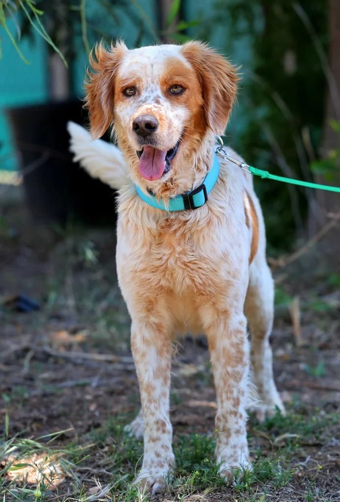 Nero, male mixed breed for adoption at Saving Souls Animal Rescue