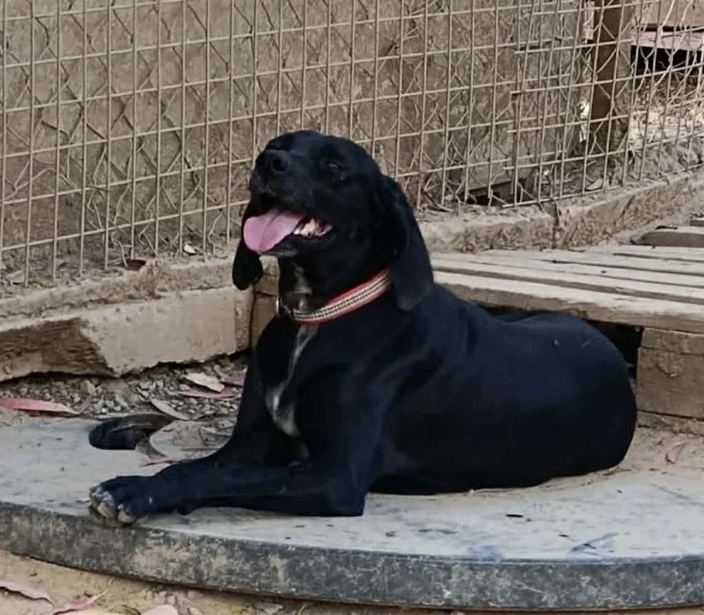 SHAKIRA, female mixed breed for adoption at Saving Souls Animal Rescue