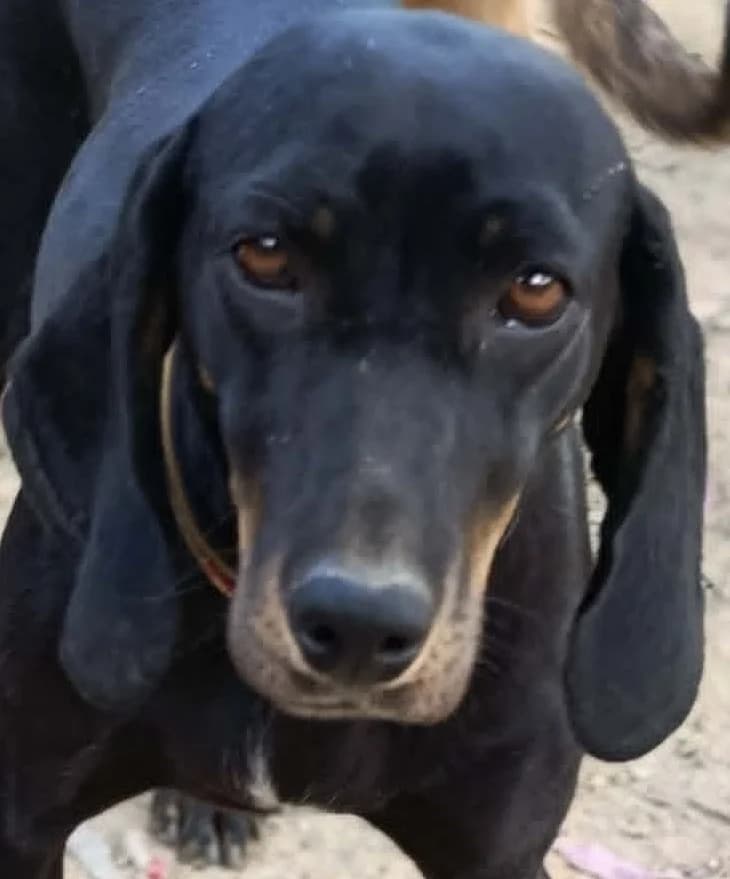 GEMMA, female mixed breed for adoption at Saving Souls Animal Rescue