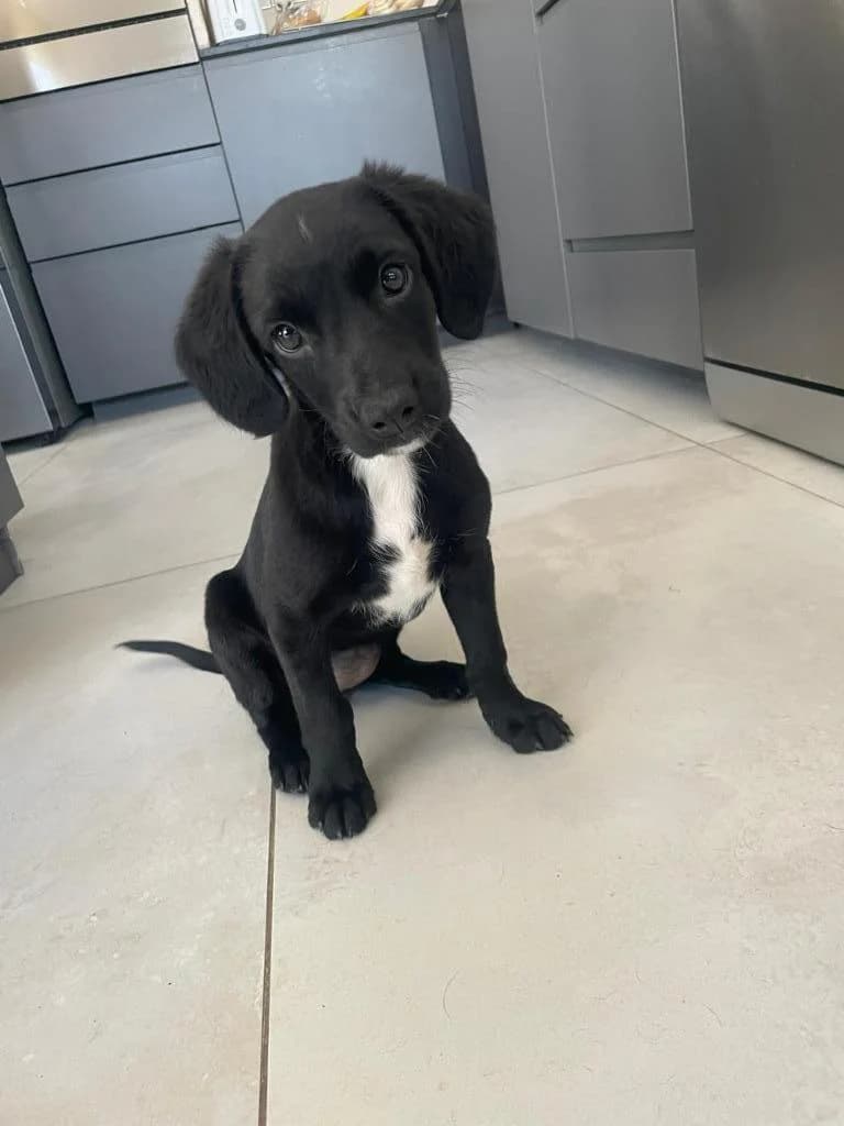 Aspen, female mixed breed for adoption at Saving Souls Animal Rescue