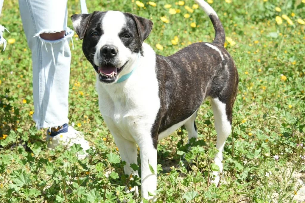 Mpiskotaki (Granita), female mixed breed for adoption at Saving Souls Animal Rescue