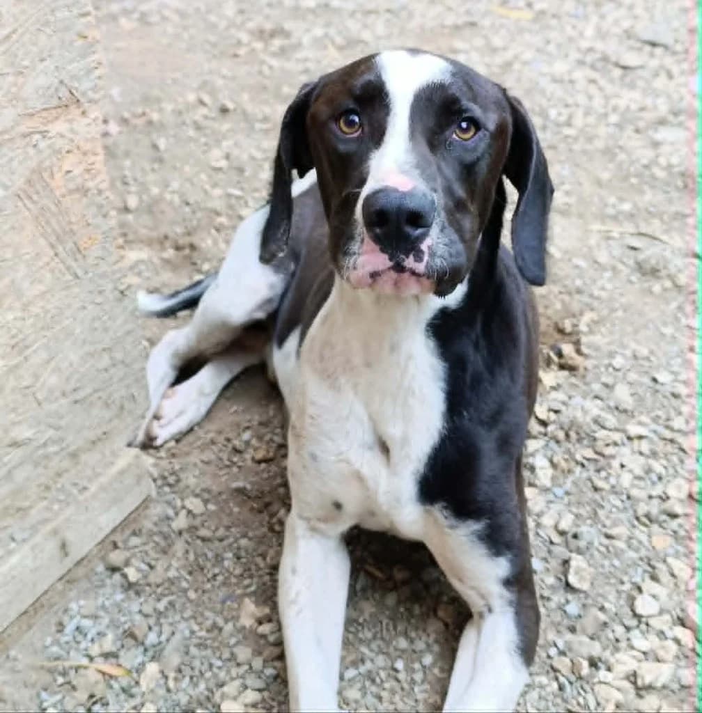 CHACHO, male mixed breed for adoption at Saving Souls Animal Rescue