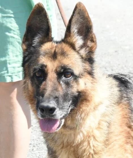Nickie, female mixed breed for adoption at Saving Souls Animal Rescue