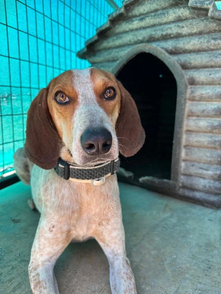 Zeus, male mixed breed for adoption at Saving Souls Animal Rescue
