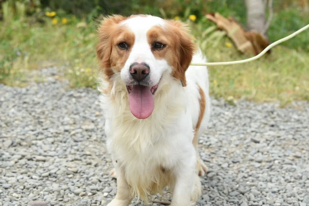 March, male mixed breed for adoption at Saving Souls Animal Rescue