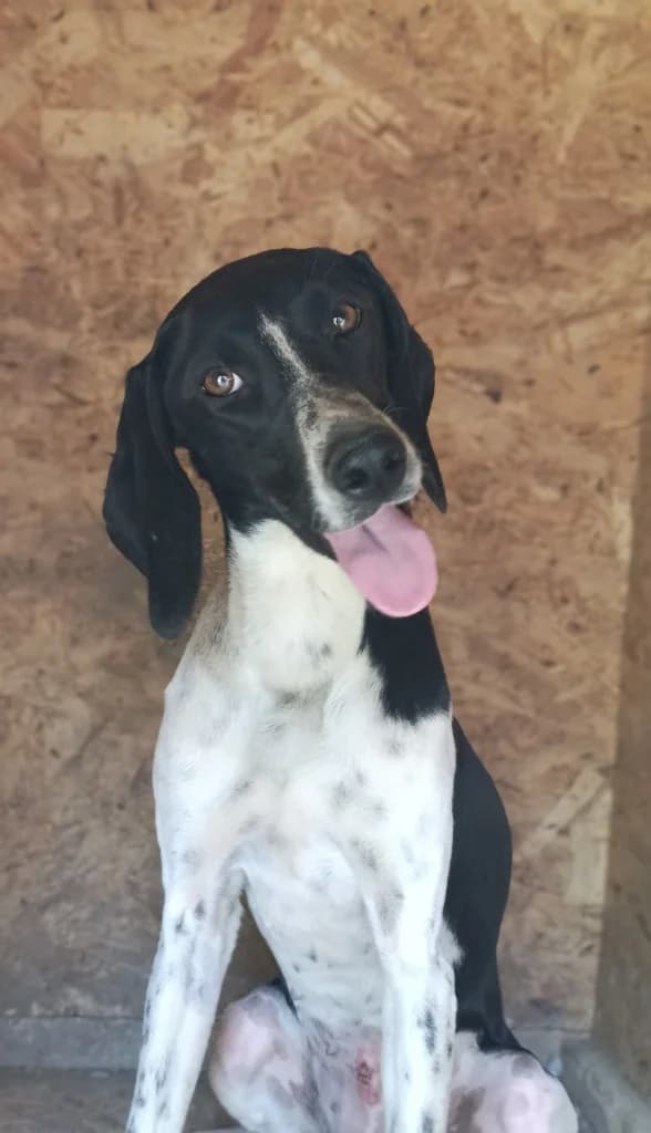 LUNA, female Pointer for adoption at Saving Souls Animal Rescue