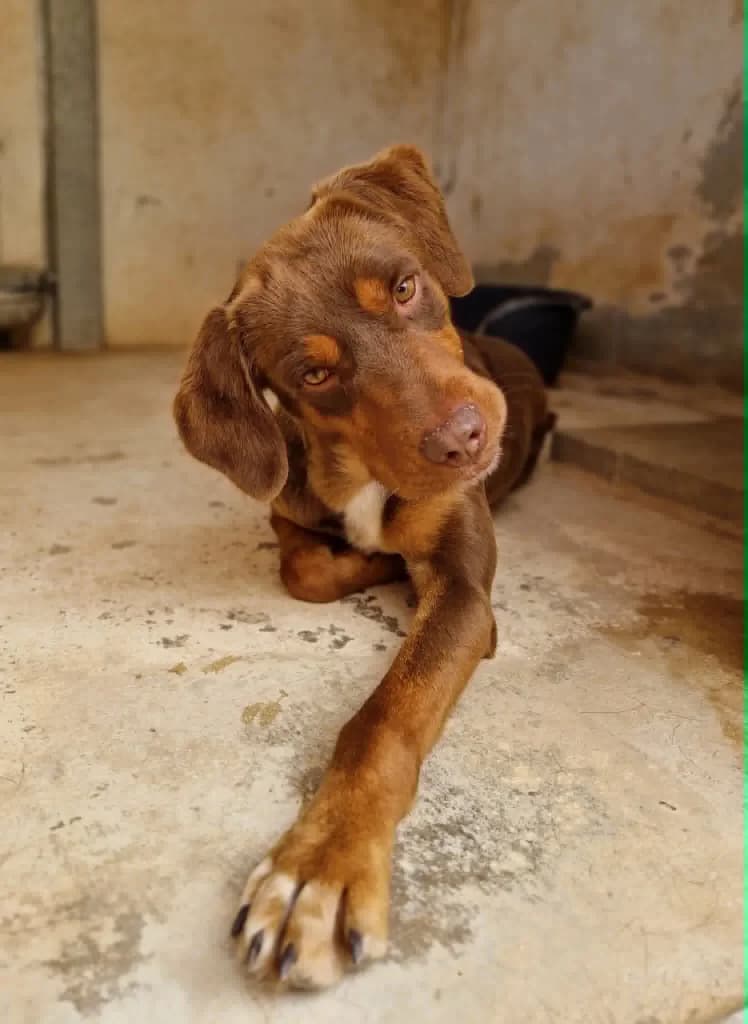 Hermes, male mixed breed for adoption at Saving Souls Animal Rescue