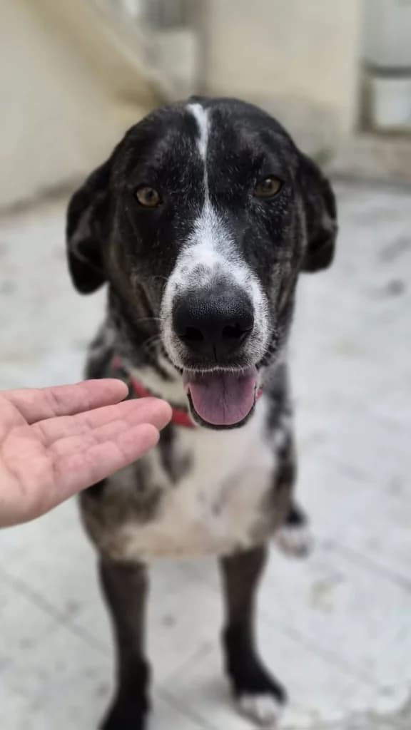 Argos, male mixed breed for adoption at Saving Souls Animal Rescue