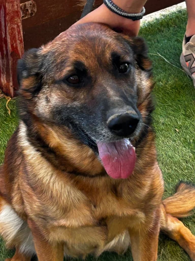 Ally, female mixed breed for adoption at Saving Souls Animal Rescue