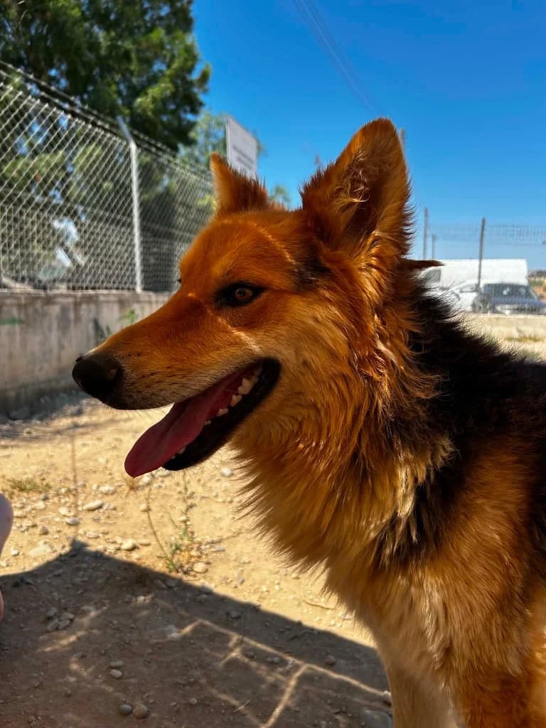 Ronnie, male mixed breed for adoption at Saving Souls Animal Rescue