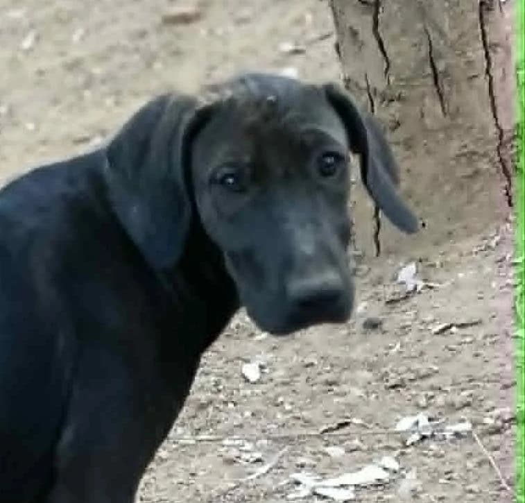 MAPLE, female mixed breed for adoption at Saving Souls Animal Rescue