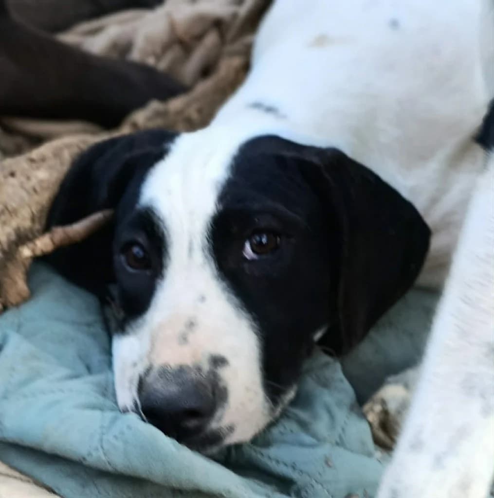 IVY, female mixed breed for adoption at Saving Souls Animal Rescue