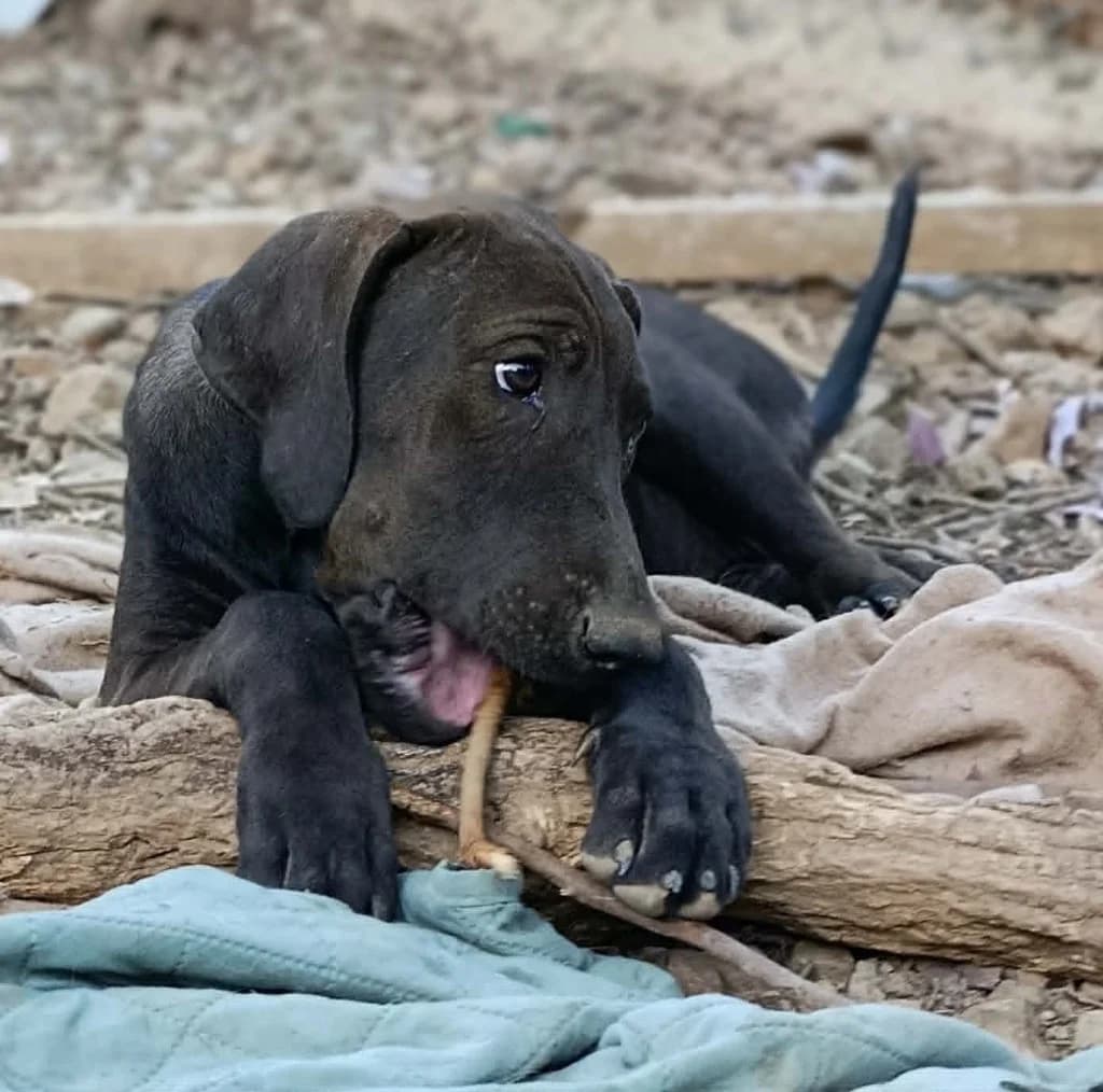Hazel, female mixed breed for adoption at Saving Souls Animal Rescue