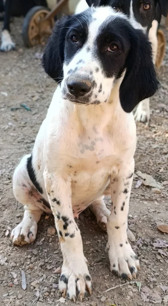 Theo, male mixed breed for adoption at Saving Souls Animal Rescue