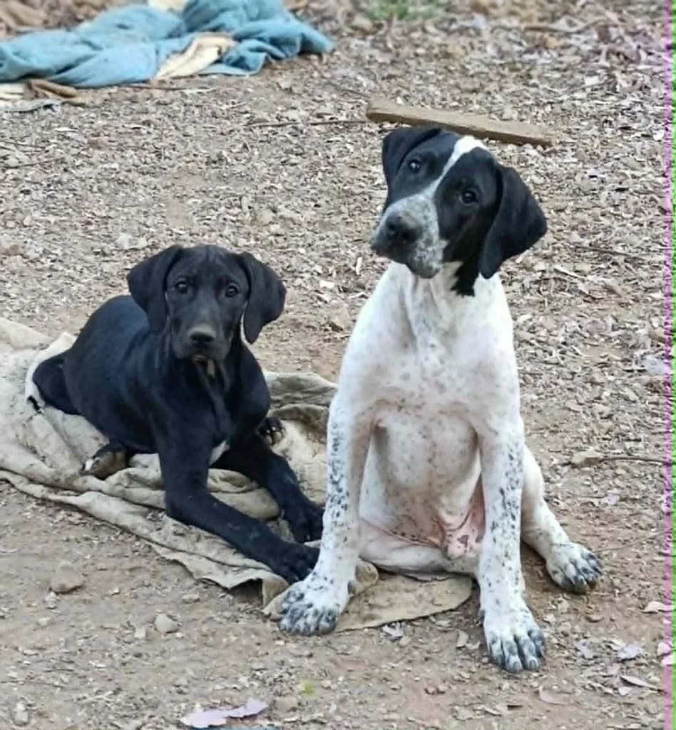 FINN, male mixed breed for adoption at Saving Souls Animal Rescue