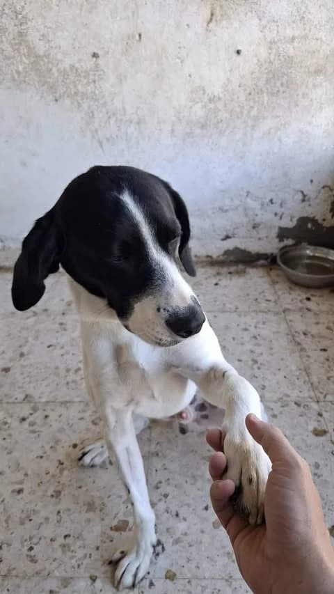 Aris, male Pointer for adoption at Saving Souls Animal Rescue