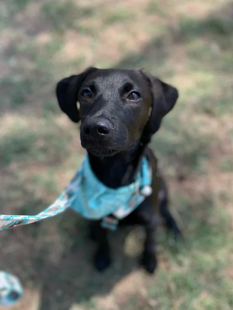 Benny, male mixed breed for adoption at Saving Souls Animal Rescue