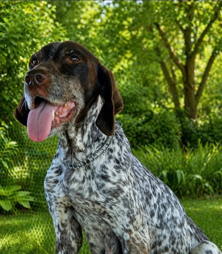 Spitha, female German Shorthaired Pointer for adoption at Saving Souls Animal Rescue