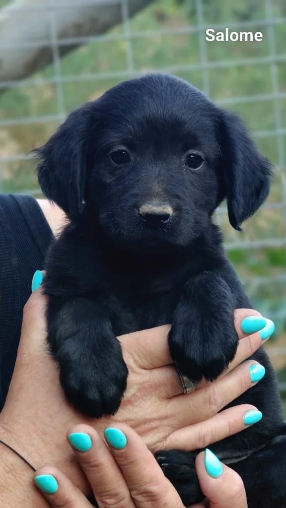 GRETAL, female mixed breed for adoption at Saving Souls Animal Rescue