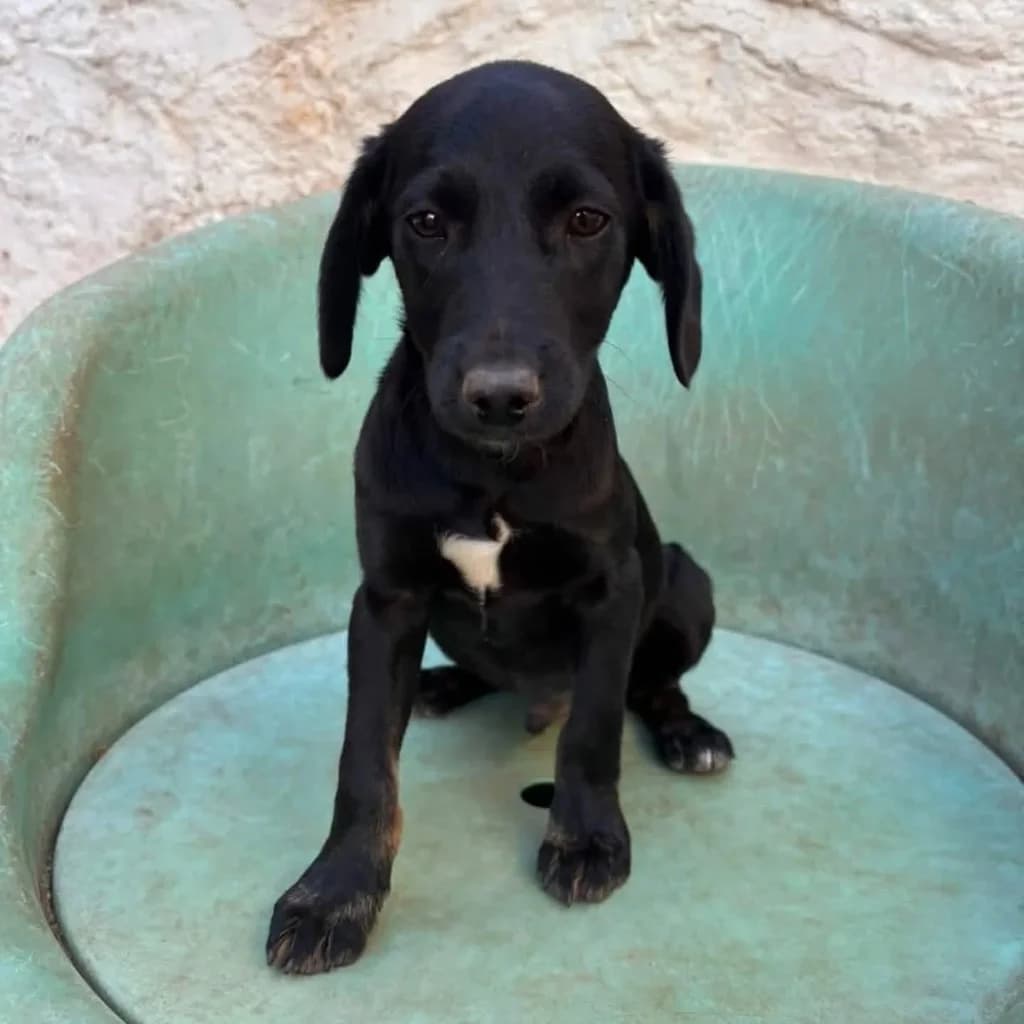 Arli, male mixed breed for adoption at Saving Souls Animal Rescue