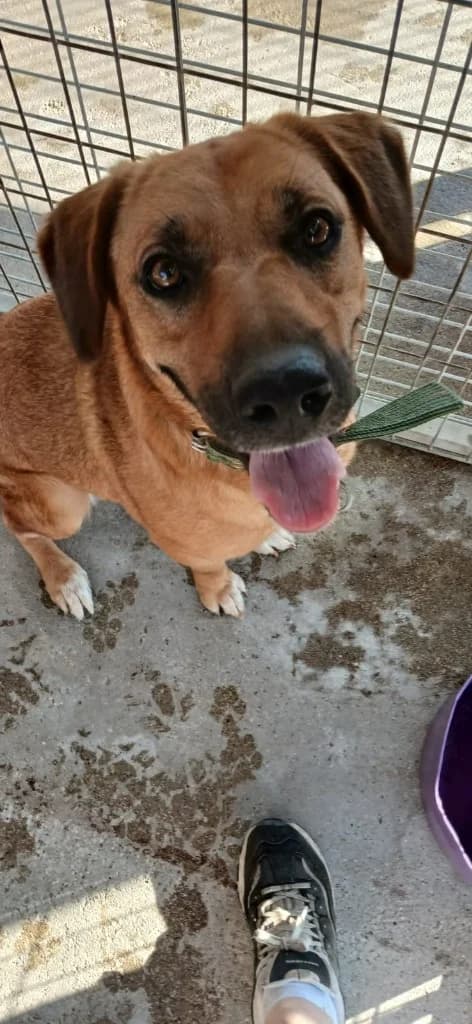 Agnes, female mixed breed for adoption at Saving Souls Animal Rescue