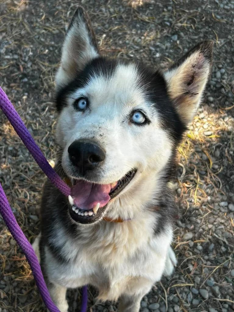 Anna, female Husky for adoption at Saving Souls Animal Rescue