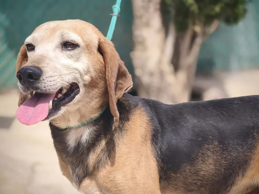 Oscar, male Beagle for adoption at Saving Souls Animal Rescue