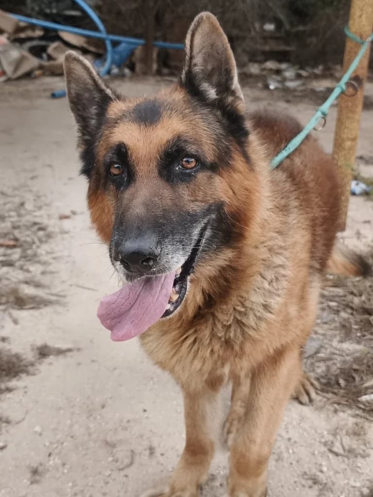 Loucas, male mixed breed for adoption at Saving Souls Animal Rescue