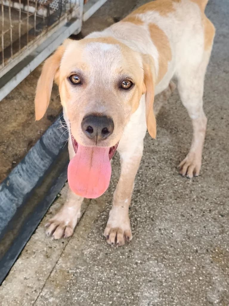Bobby, male Labrador Retriever for adoption at Saving Souls Animal Rescue