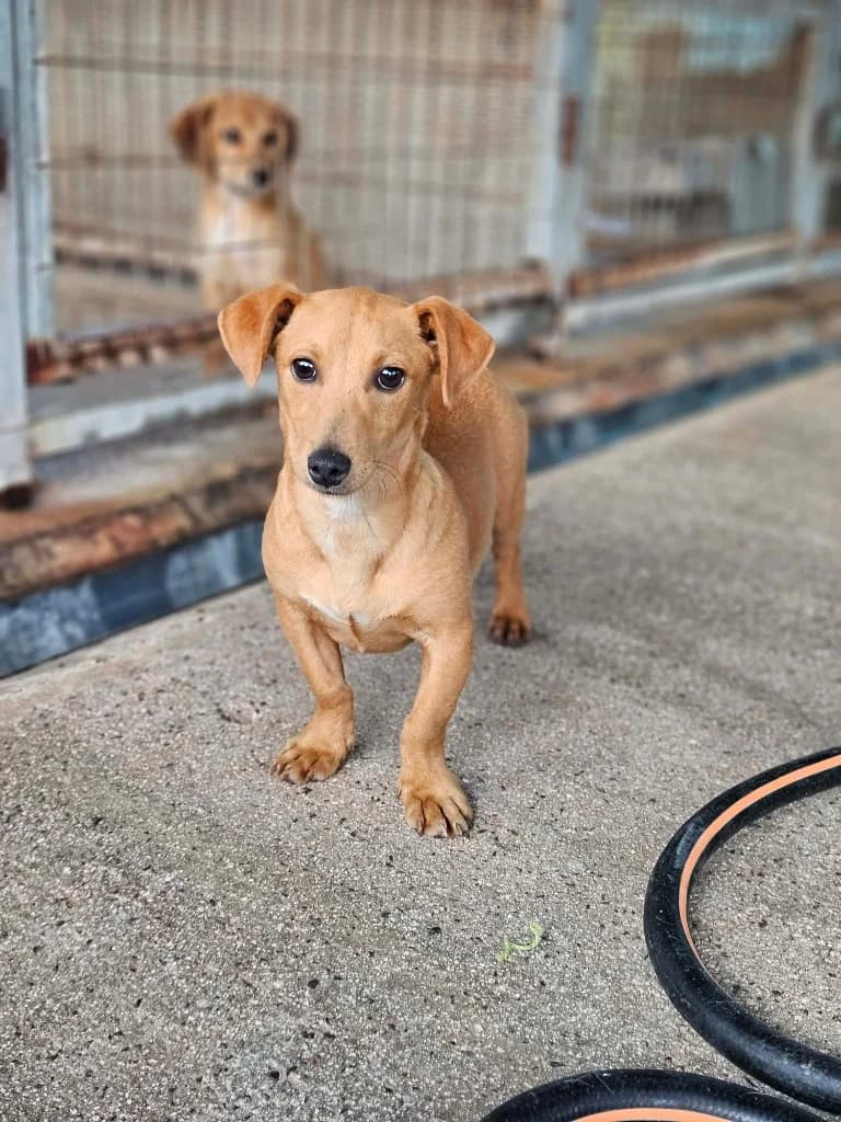 Marlo, male mixed breed for adoption at Saving Souls Animal Rescue