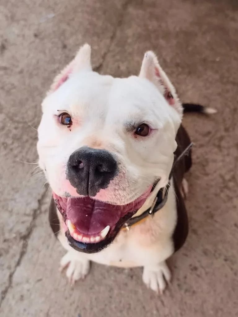 Cash, male Pit Bull Terrier for adoption at Saving Souls Animal Rescue