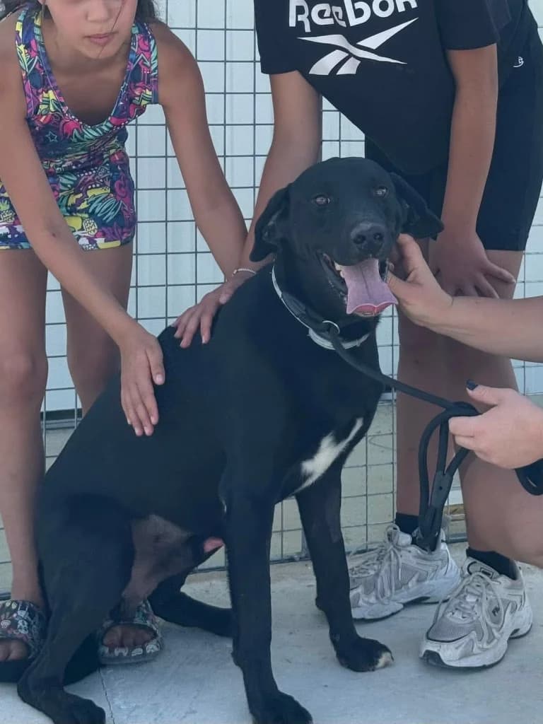Pooh, male Labrador Retriever for adoption at Saving Souls Animal Rescue