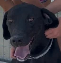 Pooh, male Labrador Retriever for adoption at Saving Souls Animal Rescue