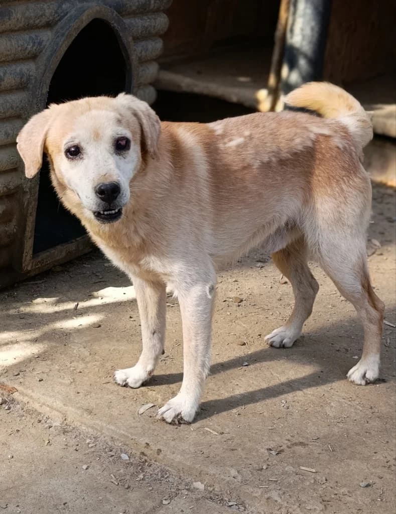 HAROLD, male mixed breed for adoption at Saving Souls Animal Rescue