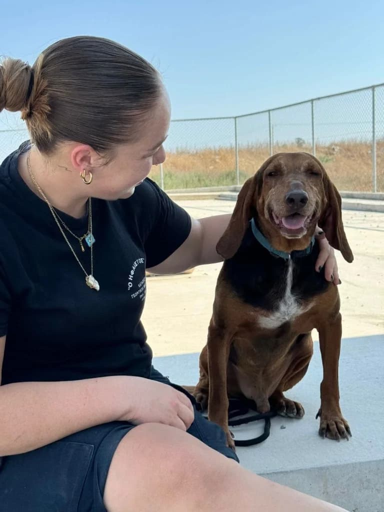 Moose, male mixed breed for adoption at Saving Souls Animal Rescue