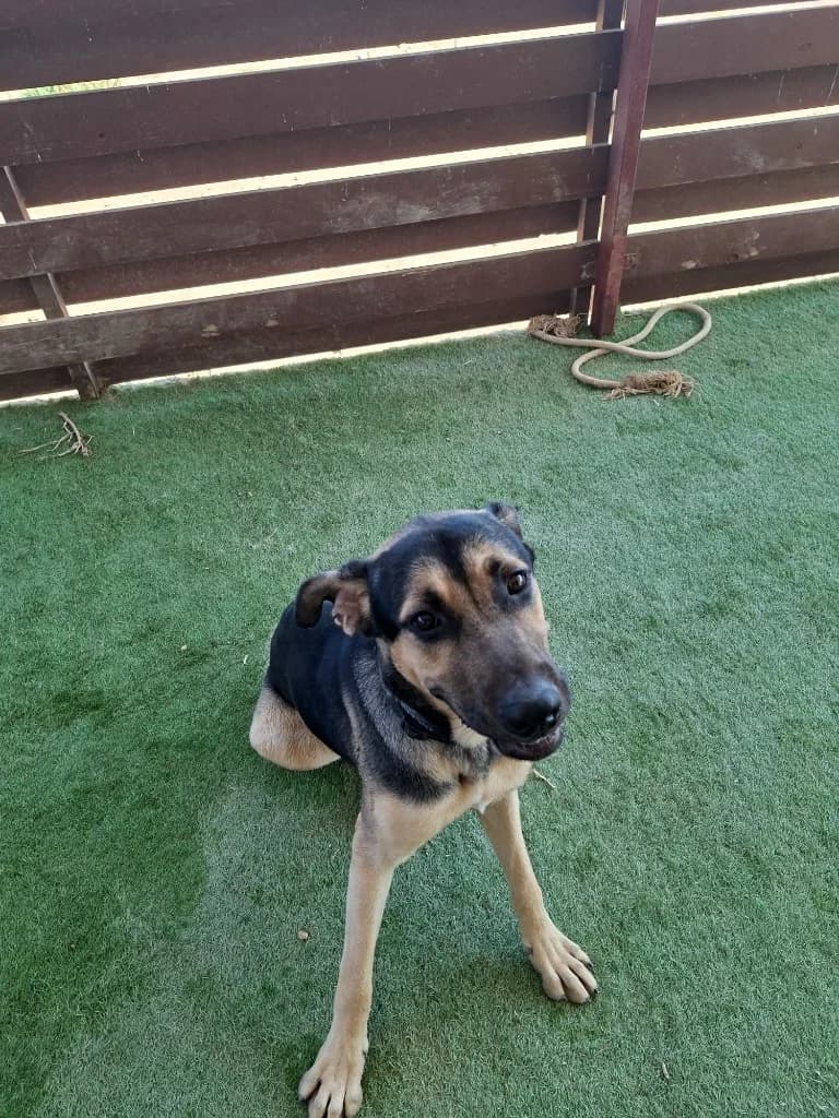 Babe, male mixed breed for adoption at Saving Souls Animal Rescue