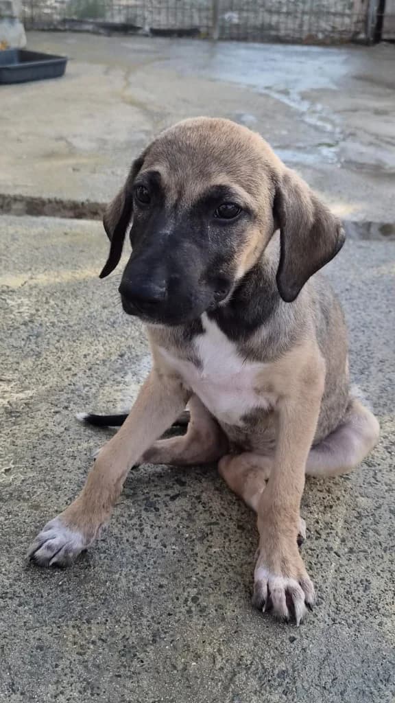 Tilda, female mixed breed for adoption at Saving Souls Animal Rescue