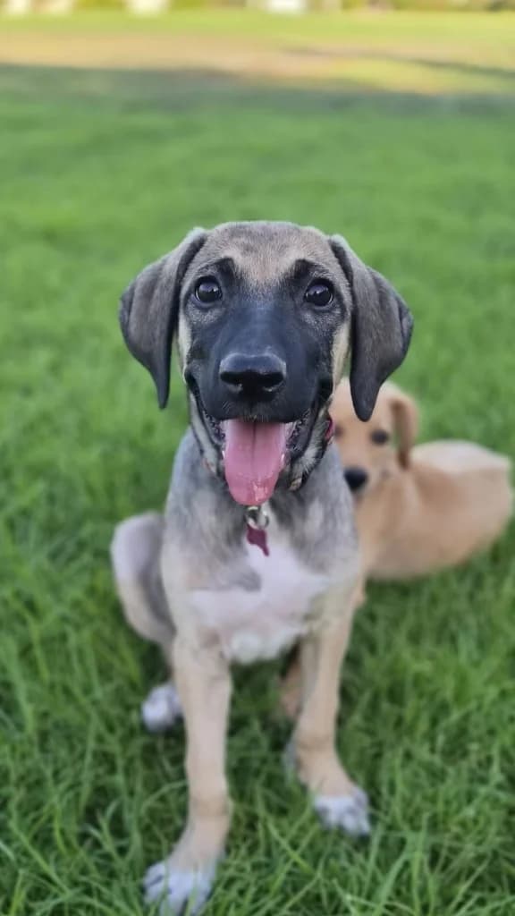 Tilda, female mixed breed for adoption at Saving Souls Animal Rescue