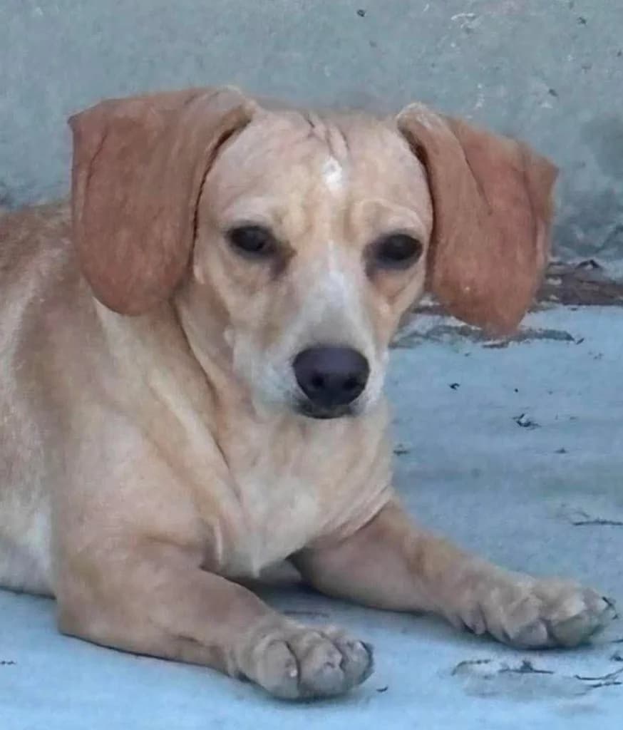 Meli, female mixed breed for adoption at Saving Souls Animal Rescue