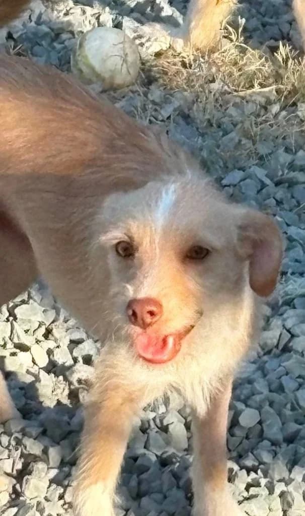 Ava, female mixed breed for adoption at Saving Souls Animal Rescue