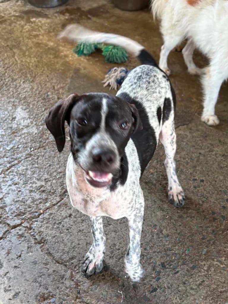 Alfie, male mixed breed for adoption at Saving Souls Animal Rescue
