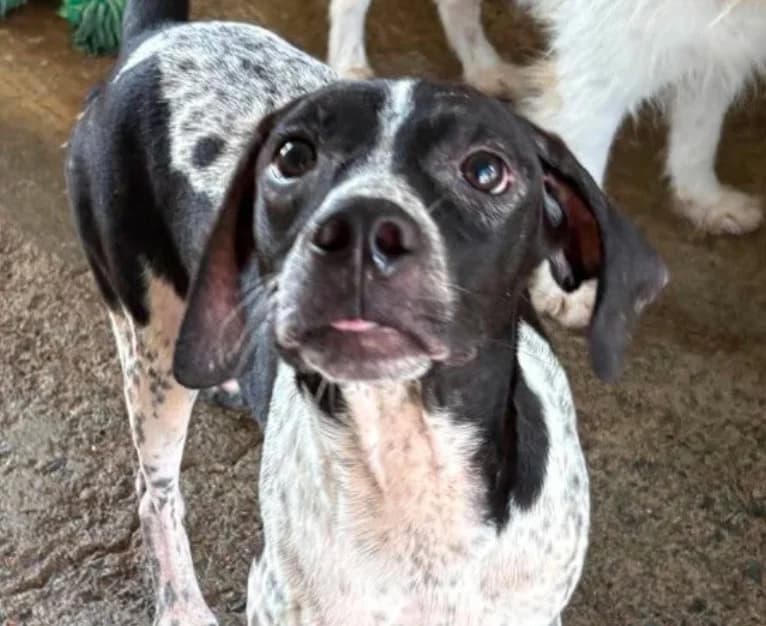 Alfie, male mixed breed for adoption at Saving Souls Animal Rescue