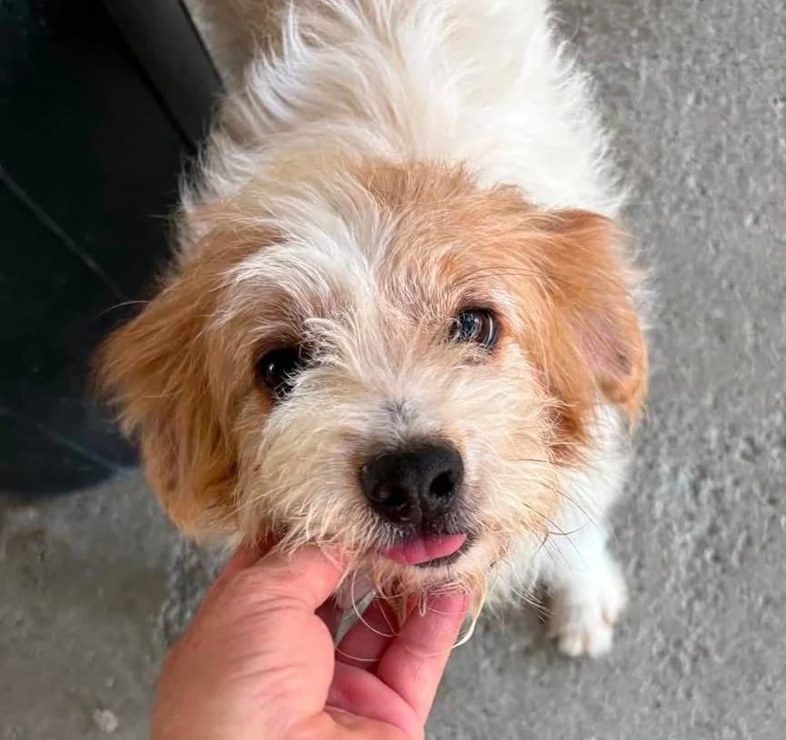 Archie, male mixed breed for adoption at Saving Souls Animal Rescue