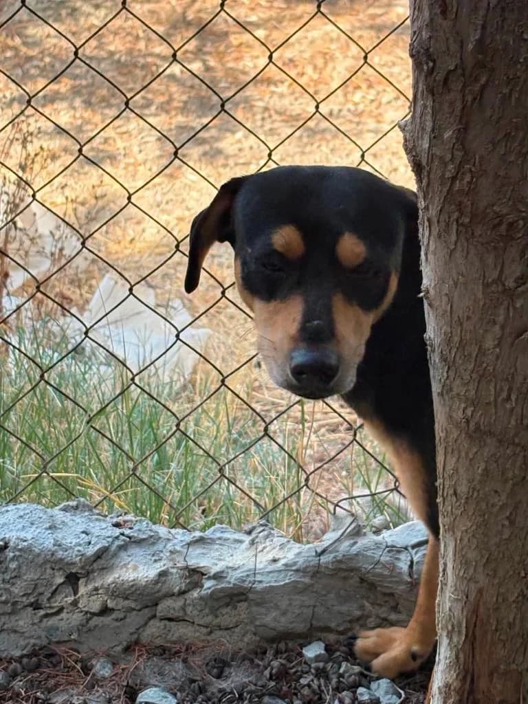 Angus, male mixed breed for adoption at Saving Souls Animal Rescue