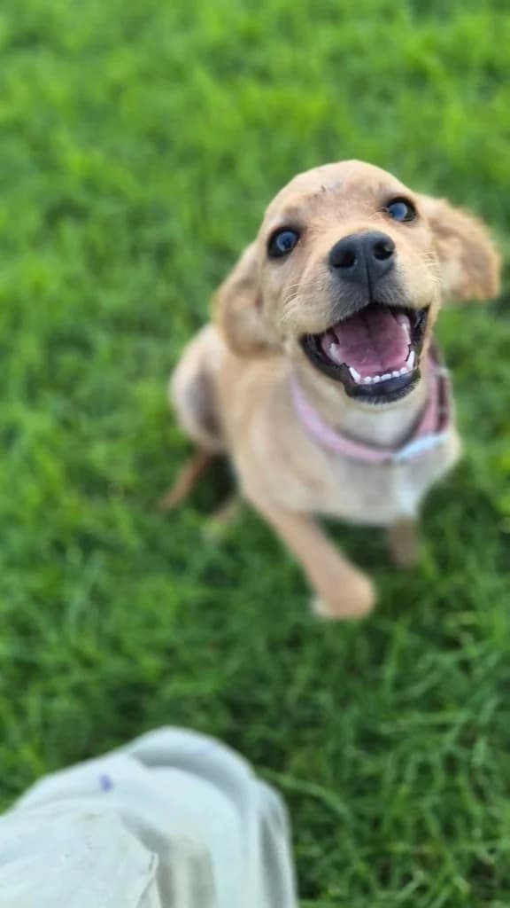 Amy, female mixed breed for adoption at Saving Souls Animal Rescue