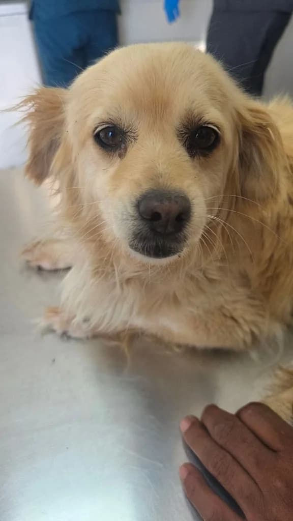Bella, female mixed breed for adoption at Saving Souls Animal Rescue