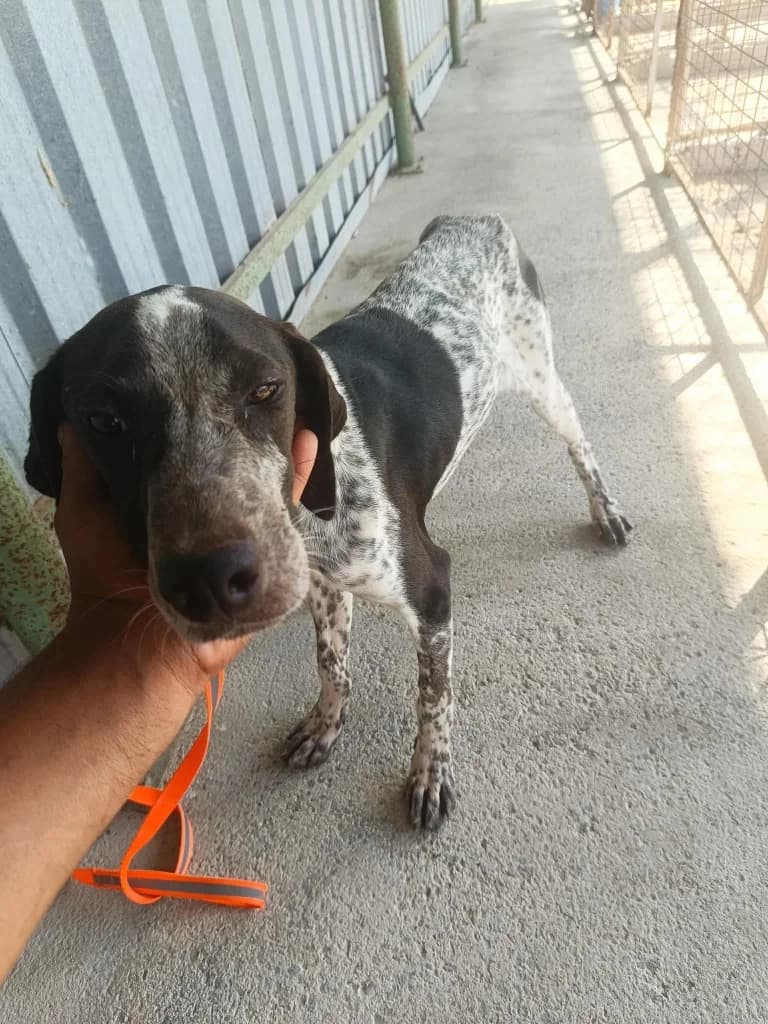 Bruno, male mixed breed for adoption at Saving Souls Animal Rescue