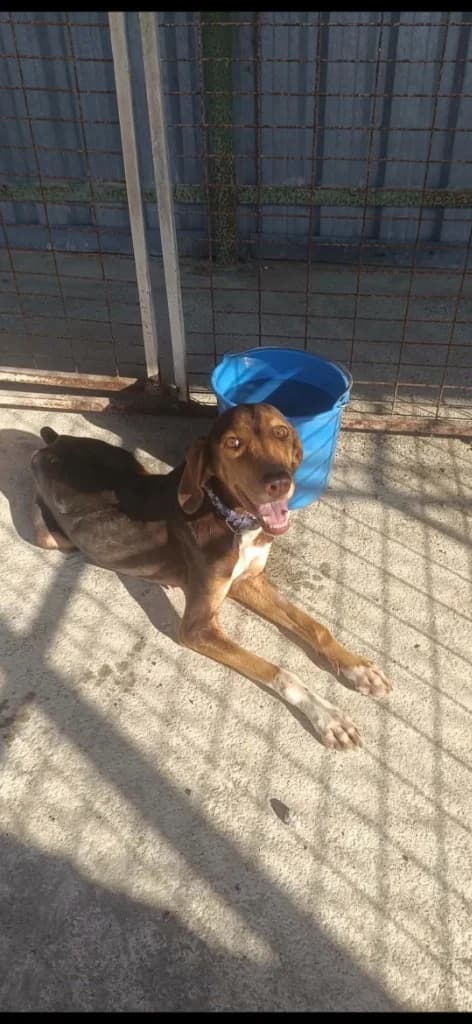 Sophie, female mixed breed for adoption at Saving Souls Animal Rescue