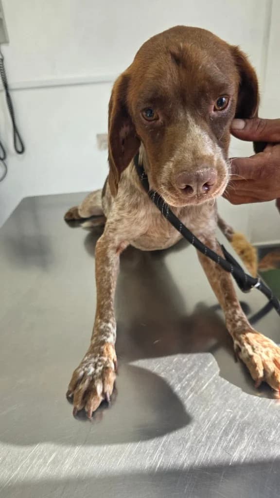 Arthur, male mixed breed for adoption at Saving Souls Animal Rescue