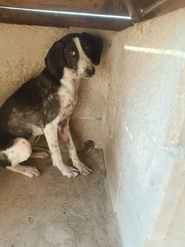 Nelly, female mixed breed for adoption at Saving Souls Animal Rescue